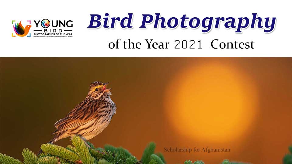 Bird Photography of the Year (BPOTY) 2021 Contest for Bird
